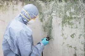 Why You Should Choose Our Mold Remediation Services in Aromas, CA